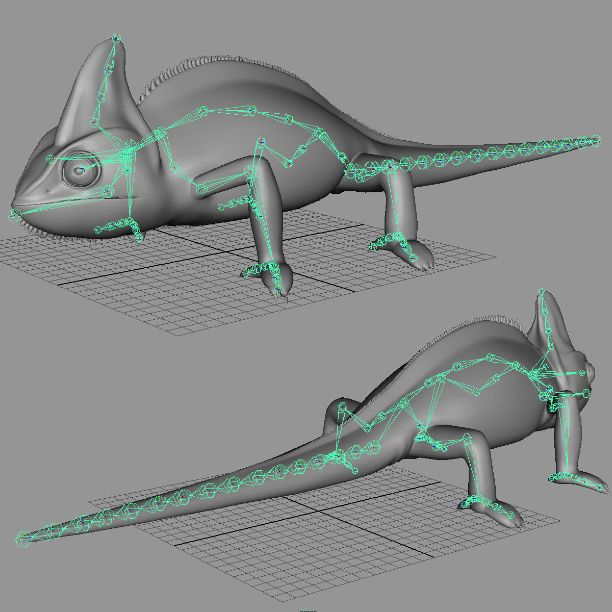 Chameleon - Color 3D model_14