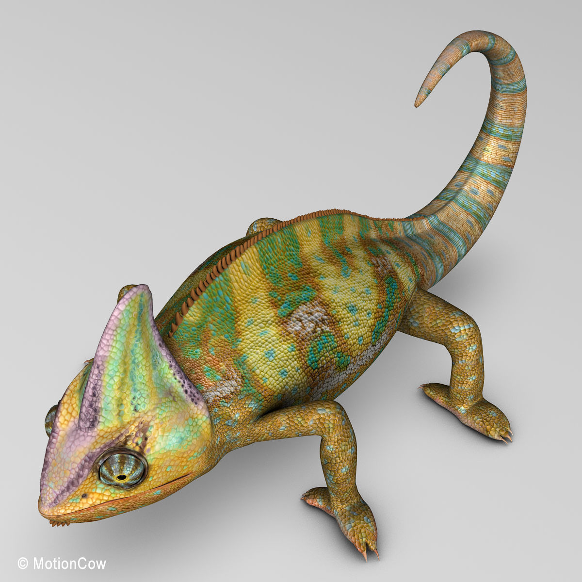 Chameleon - Color 3D model_5