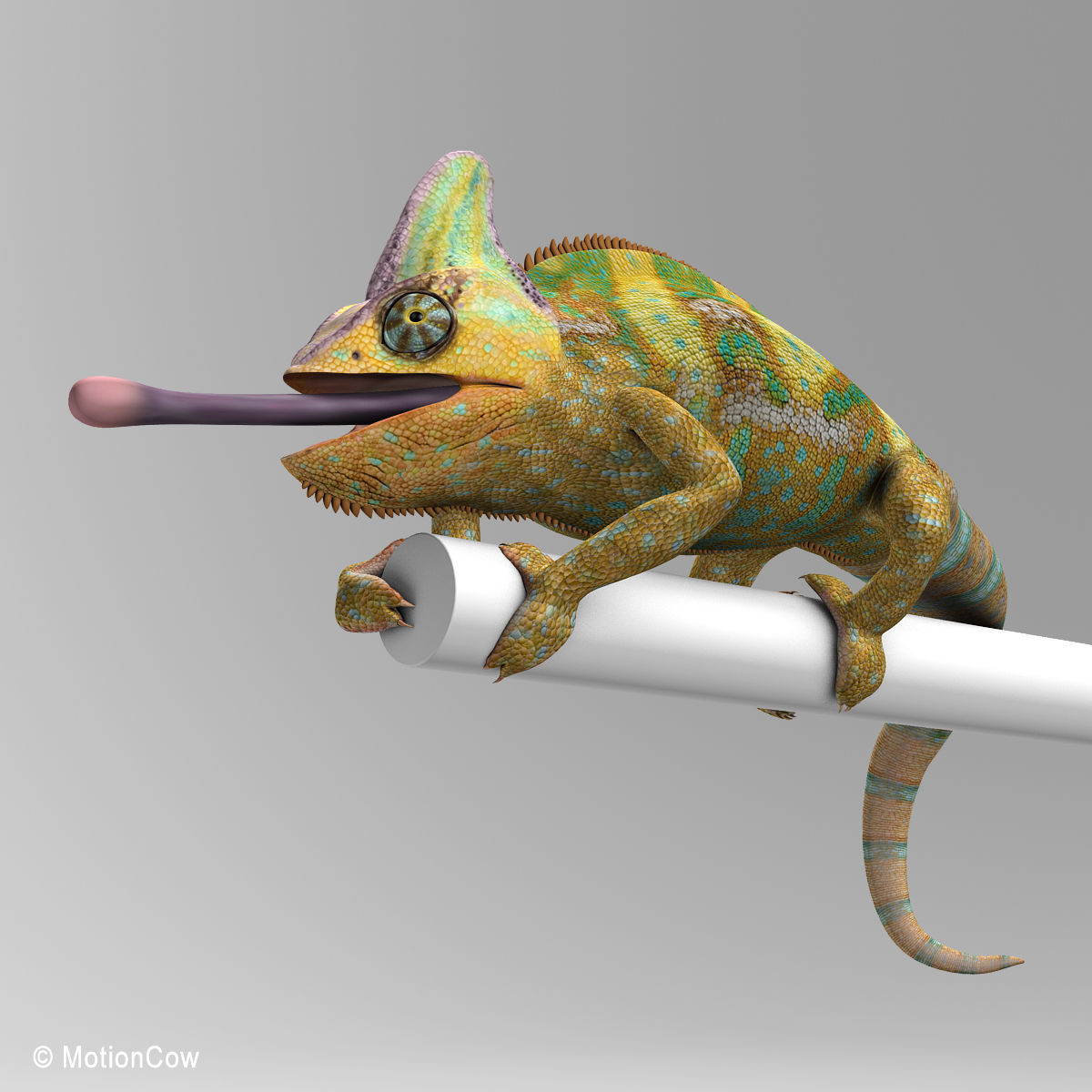 Chameleon - Color 3D model_11