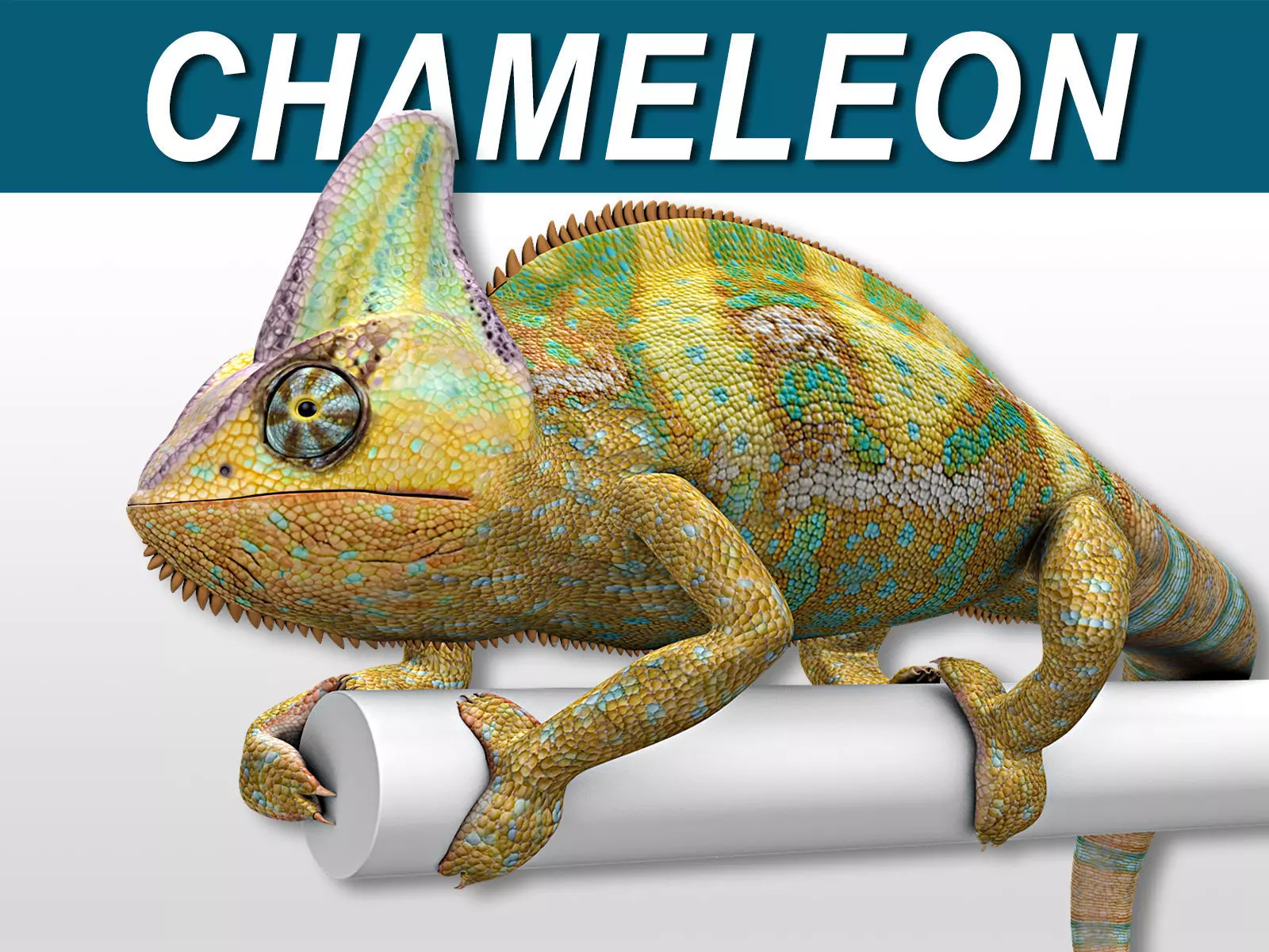 Chameleon - Color 3D model_0