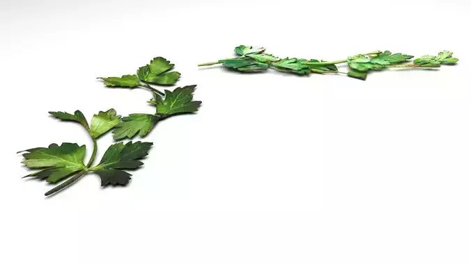 Parsleys 3D model