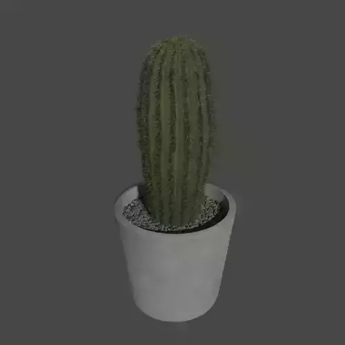 potted cactus