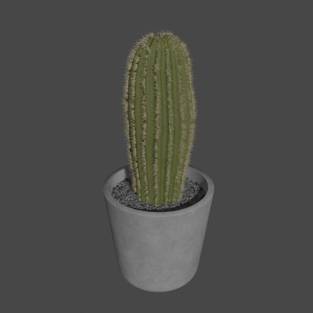 potted cactus Free low-poly 3D model_1
