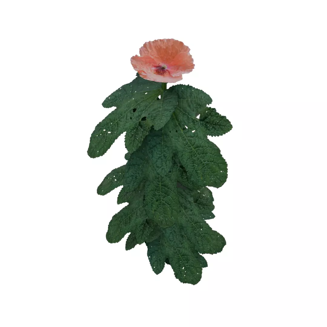 grapefruit flower Low-poly 3D model_0