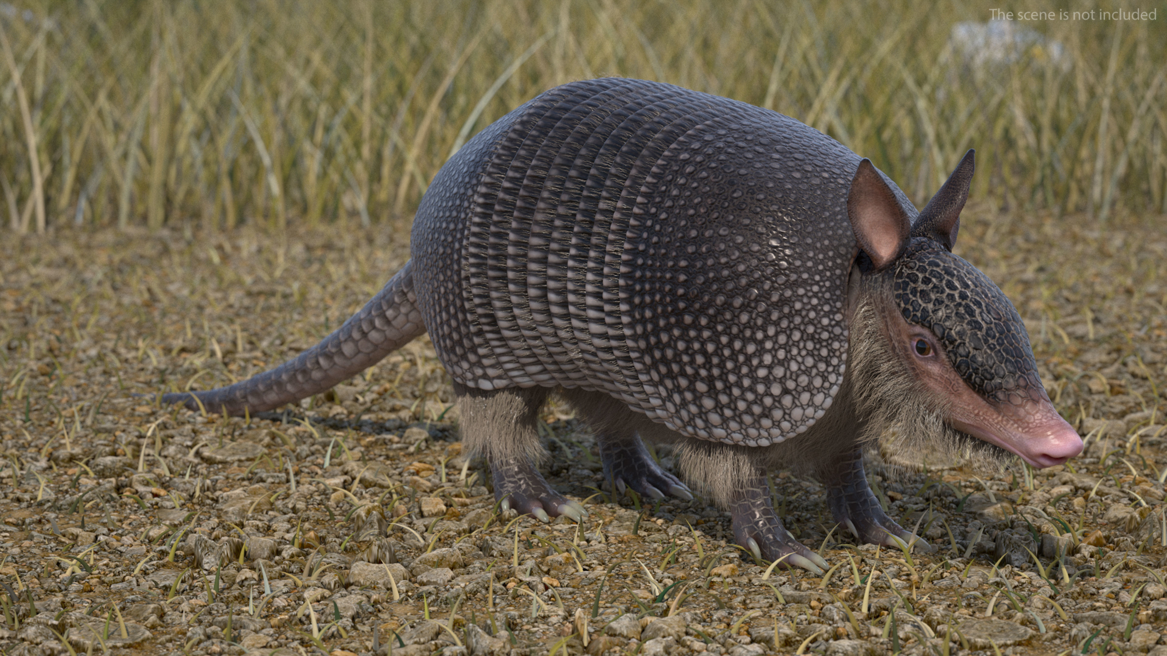 Armadillo Black Fur Rigged 3D model