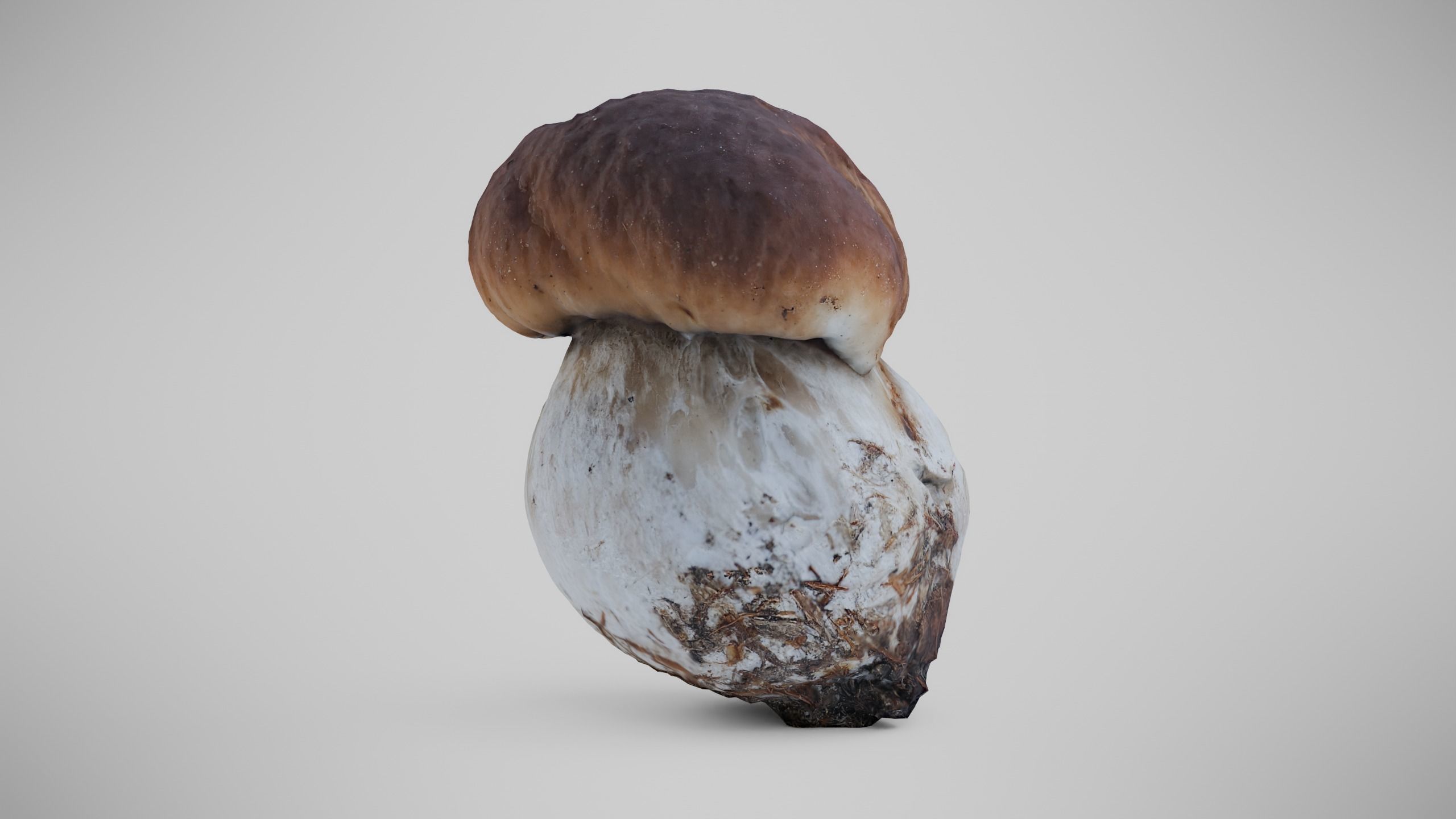 Cep Mushroom - Brown Mushroom Low-poly 3D model_1