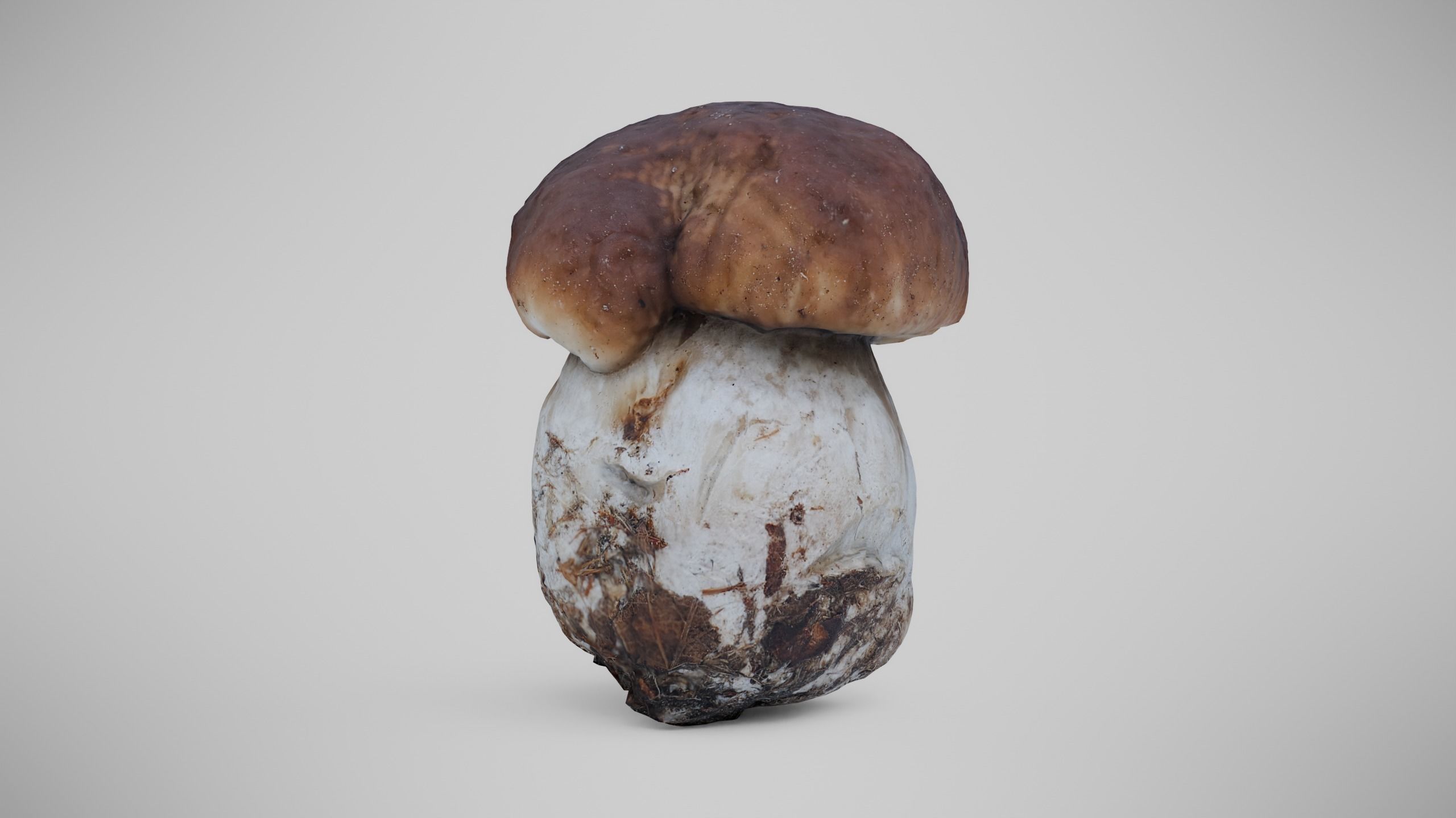 Cep Mushroom - Brown Mushroom Low-poly 3D model_4