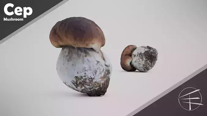 Cep Mushroom - Brown Mushroom