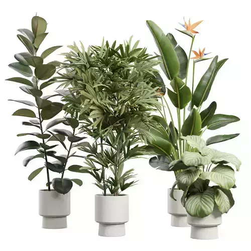 Indoor Plants Pack 72