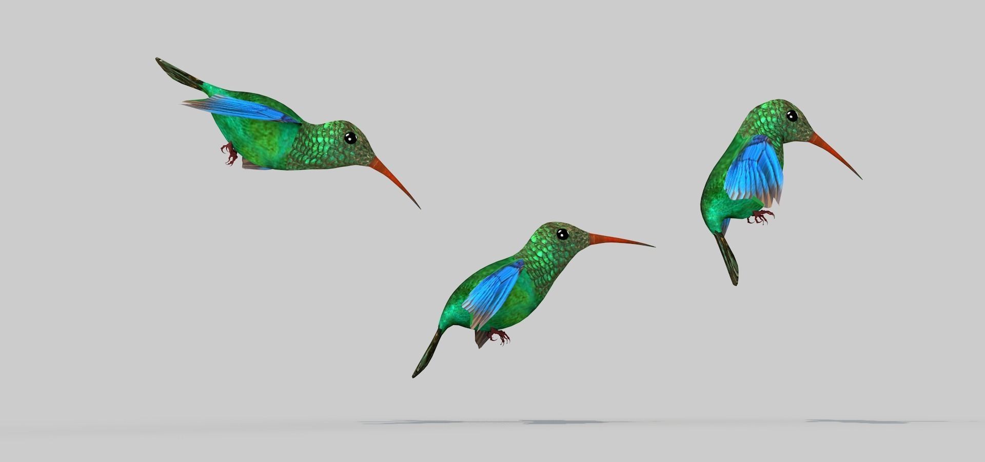 Humming Bird Two 3D model_9