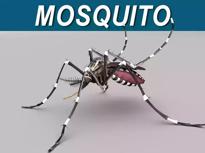 Mosquito 3D model