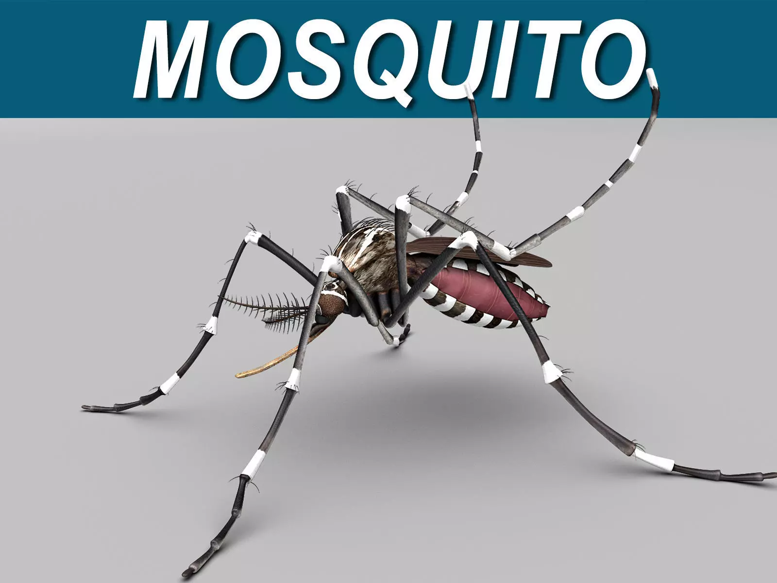 Mosquito 3D model_0