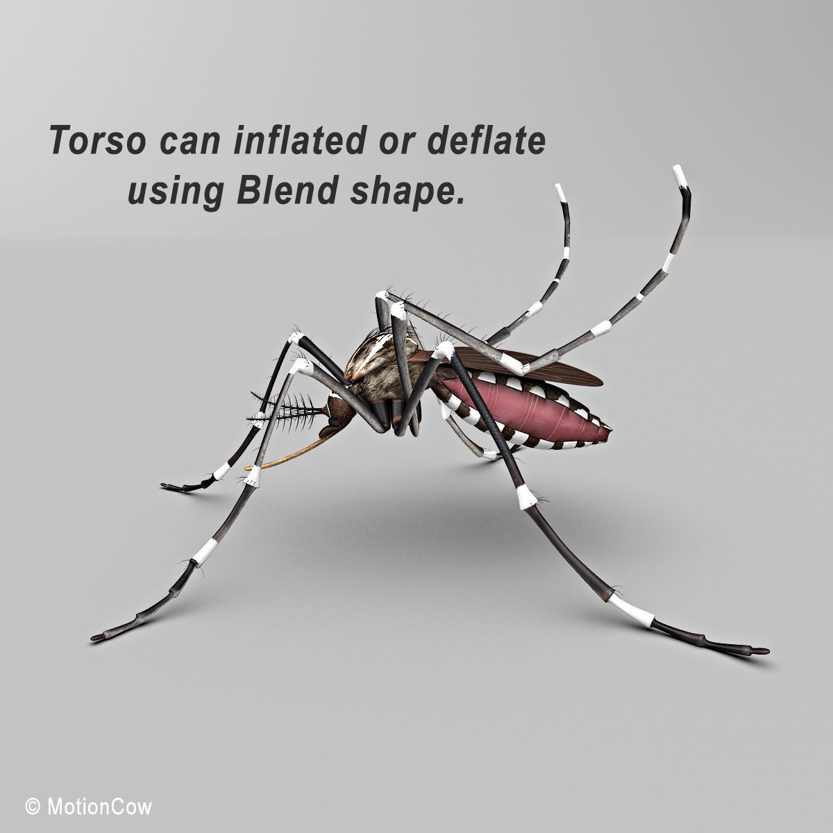 Mosquito 3D model_2