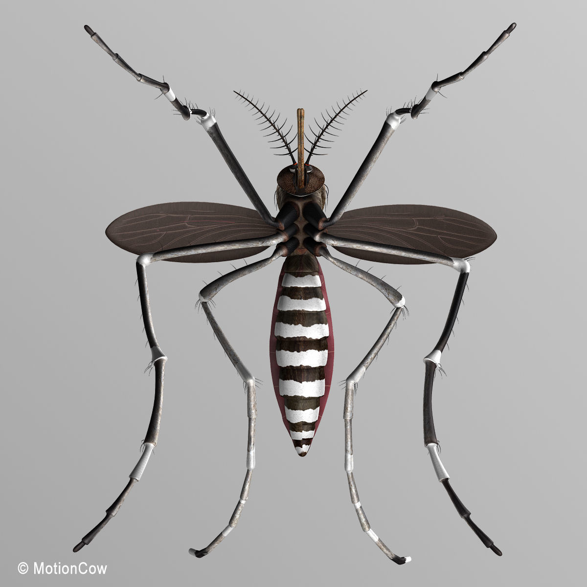 Mosquito 3D model_9