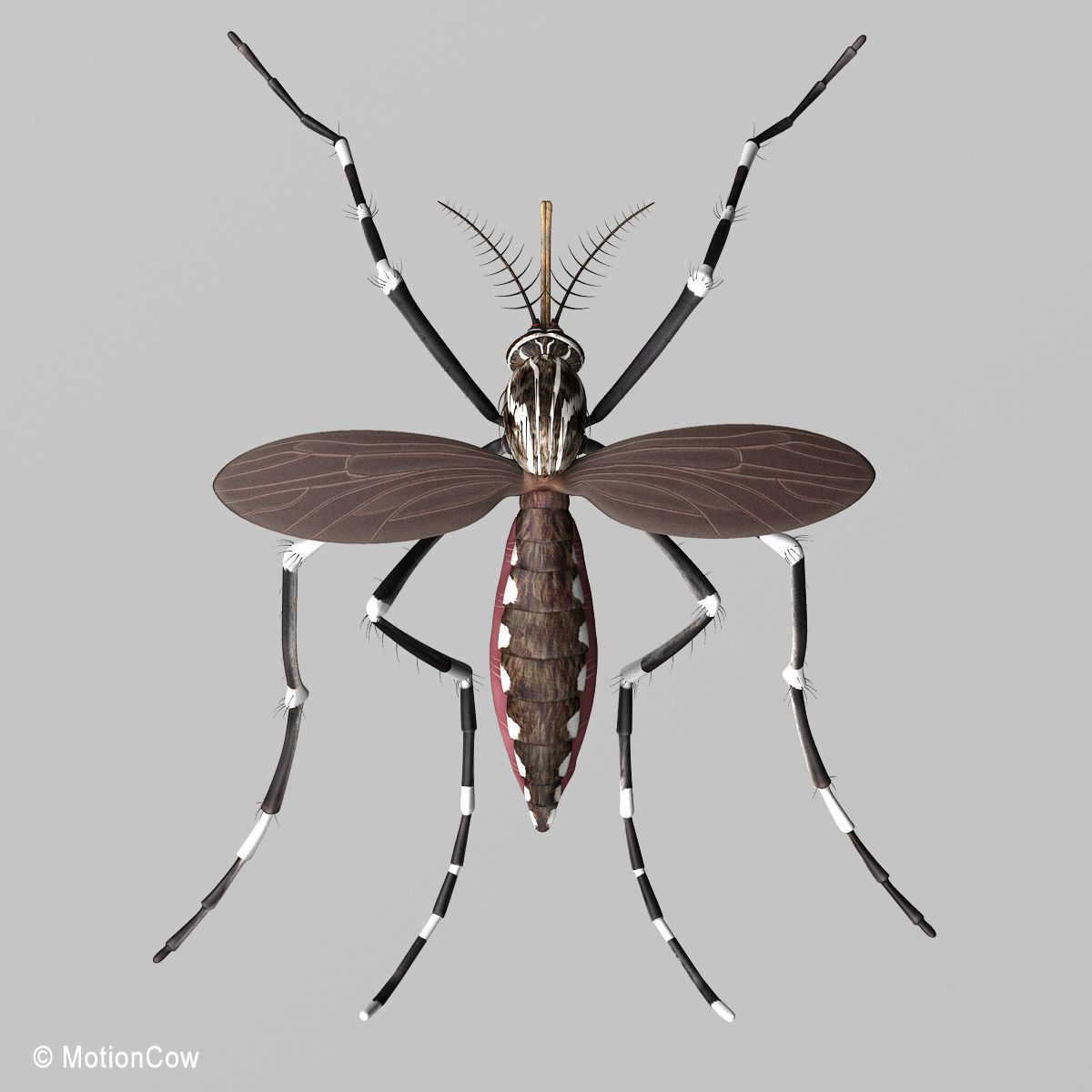 Mosquito 3D model_8
