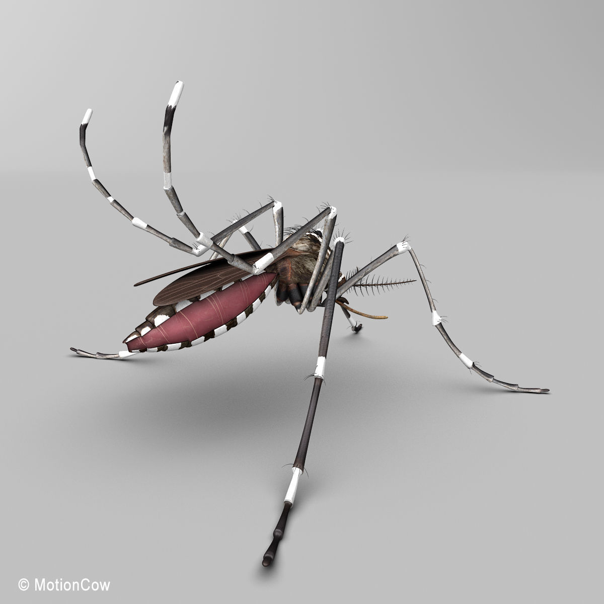 Mosquito 3D model_6