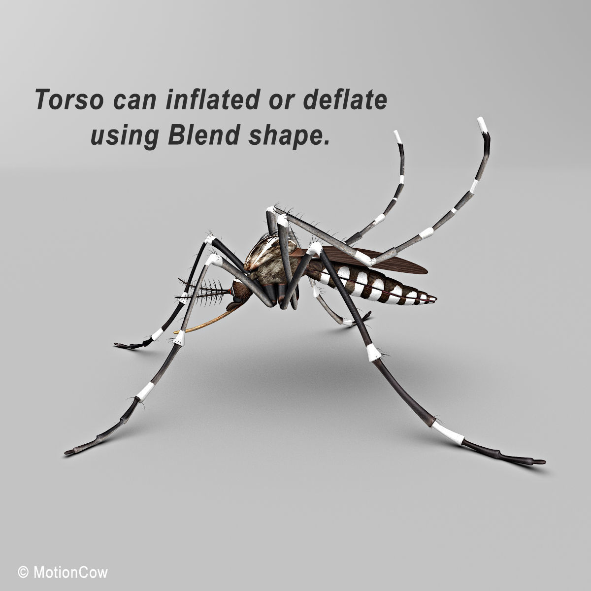 Mosquito 3D model_3