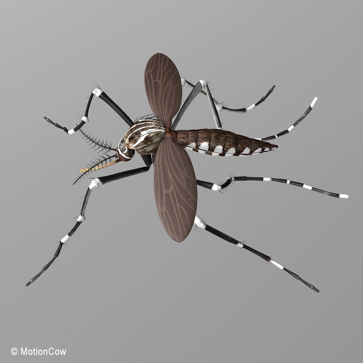 Mosquito 3D model_11
