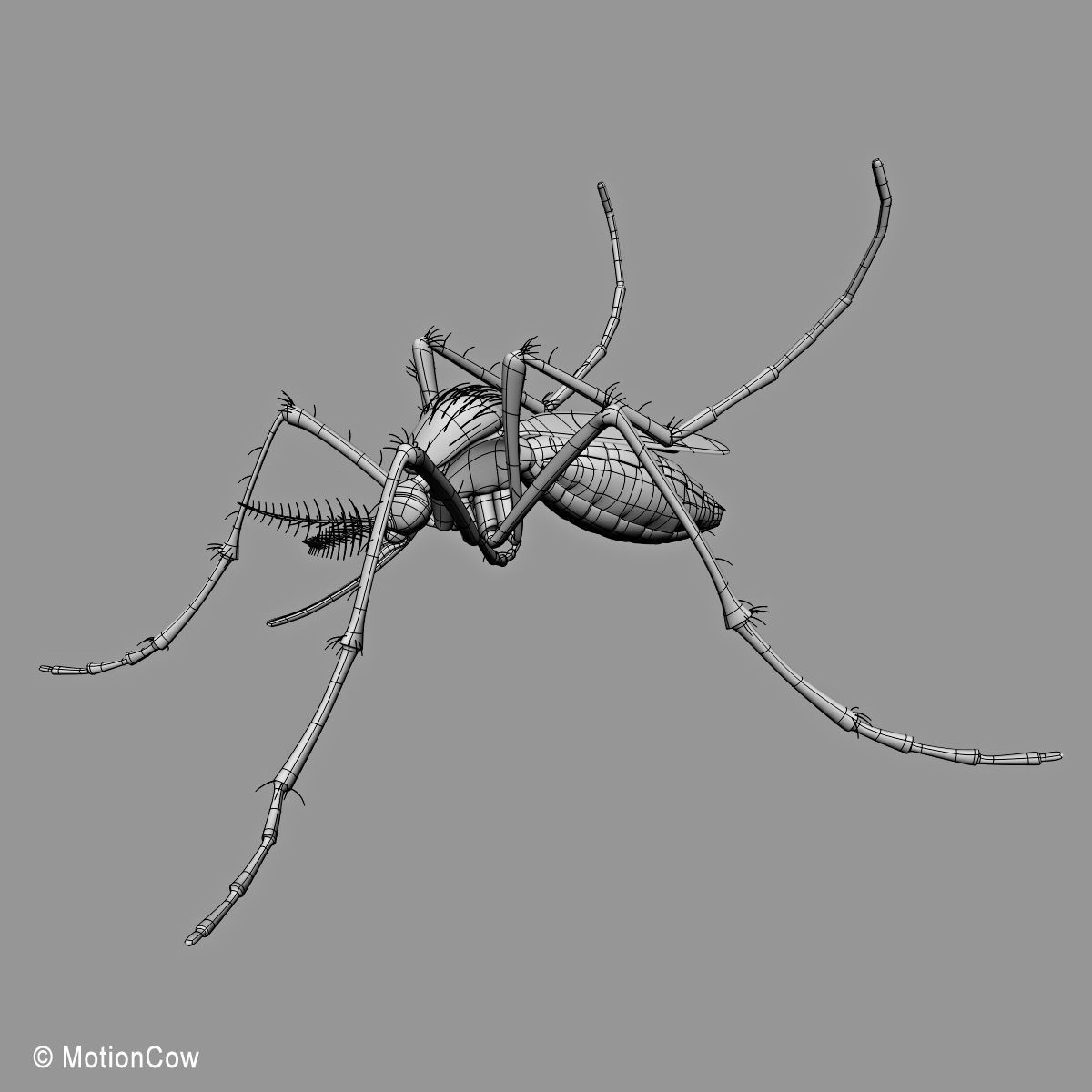 Mosquito 3D model_13