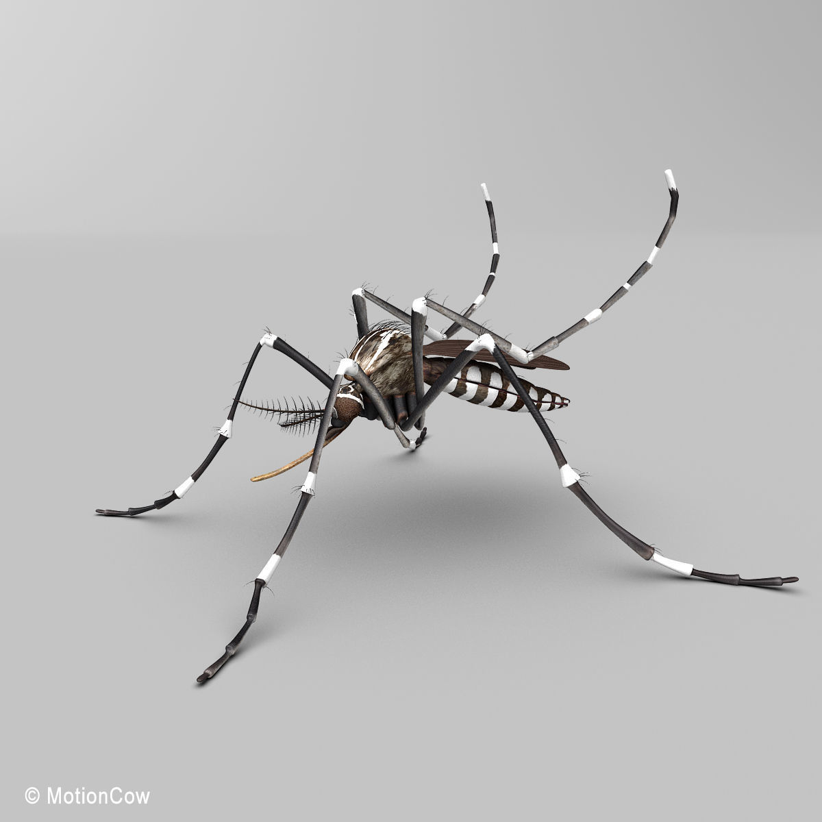 Mosquito 3D model_4
