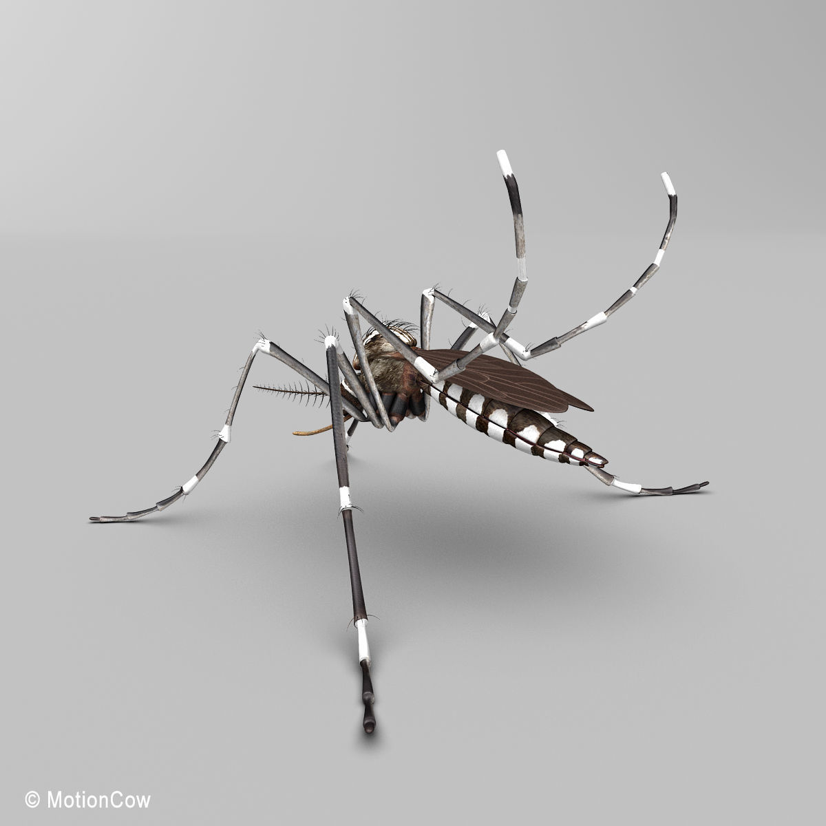 Mosquito 3D model_5