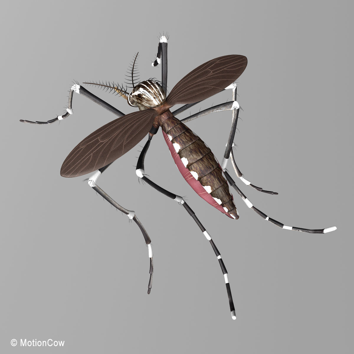 Mosquito 3D model_10