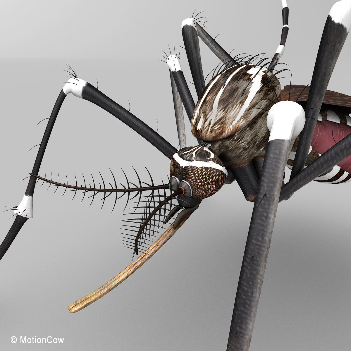 Mosquito 3D model_7