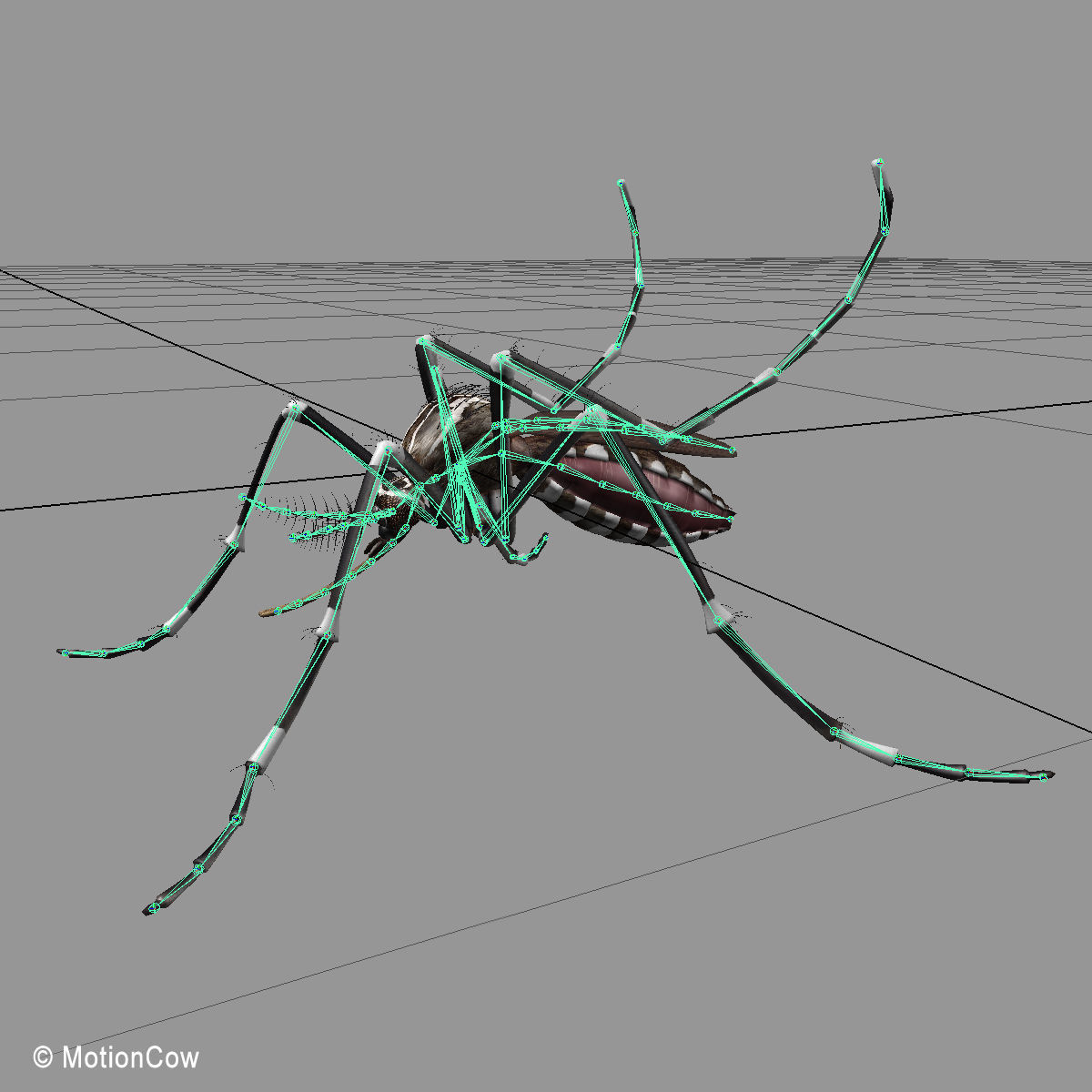 Mosquito 3D model_12