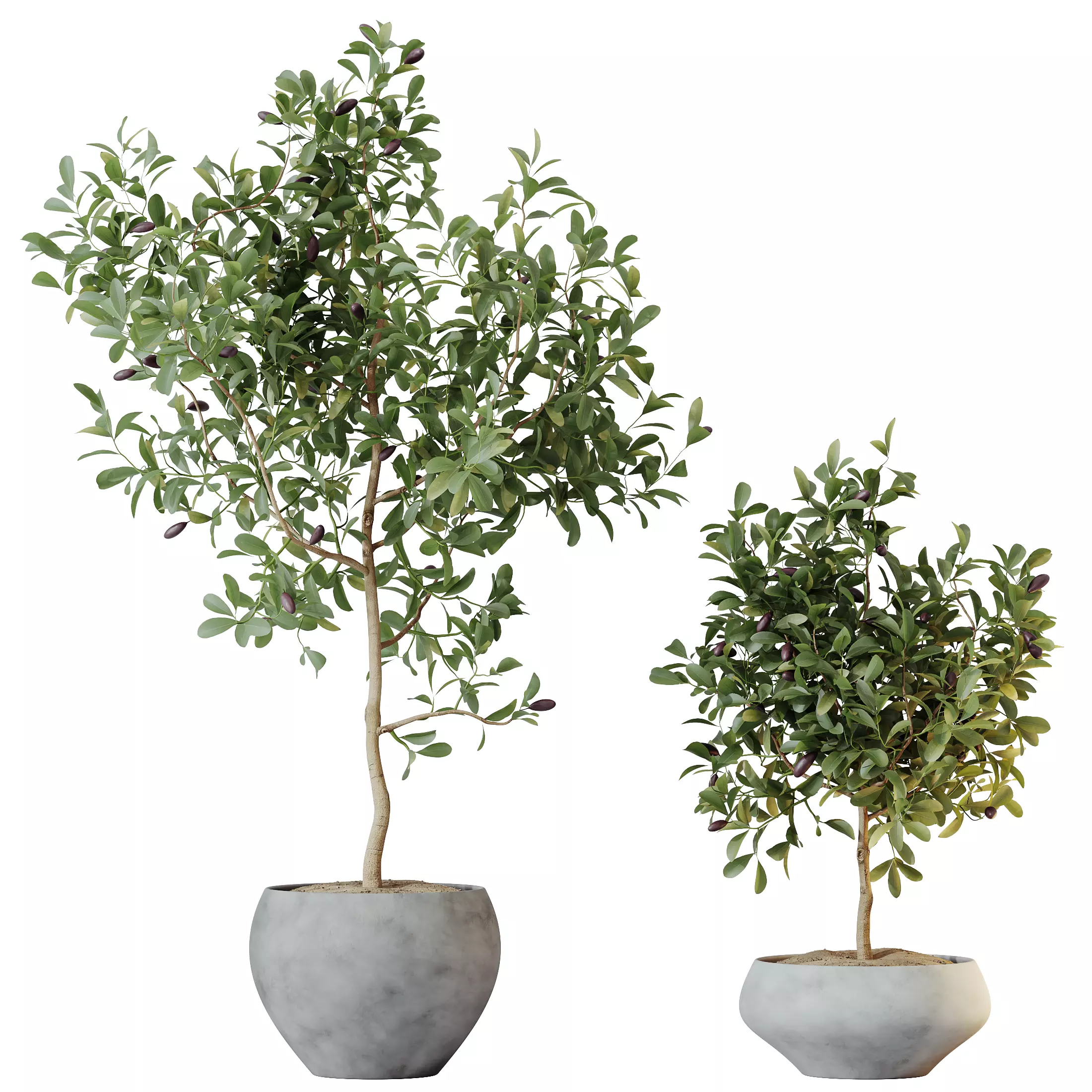 HQ HousePlants Briful Pachira Aquatica Grand Artificiel 3D model_0