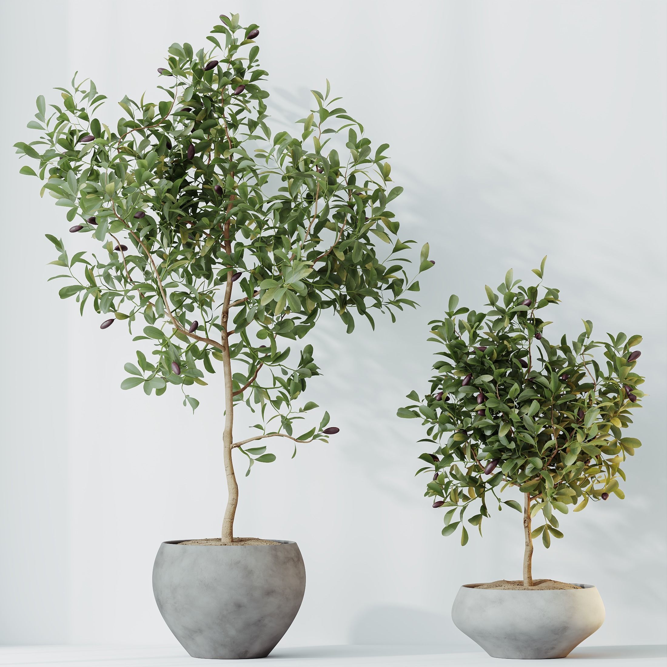 HQ HousePlants Briful Pachira Aquatica Grand Artificiel 3D model_3