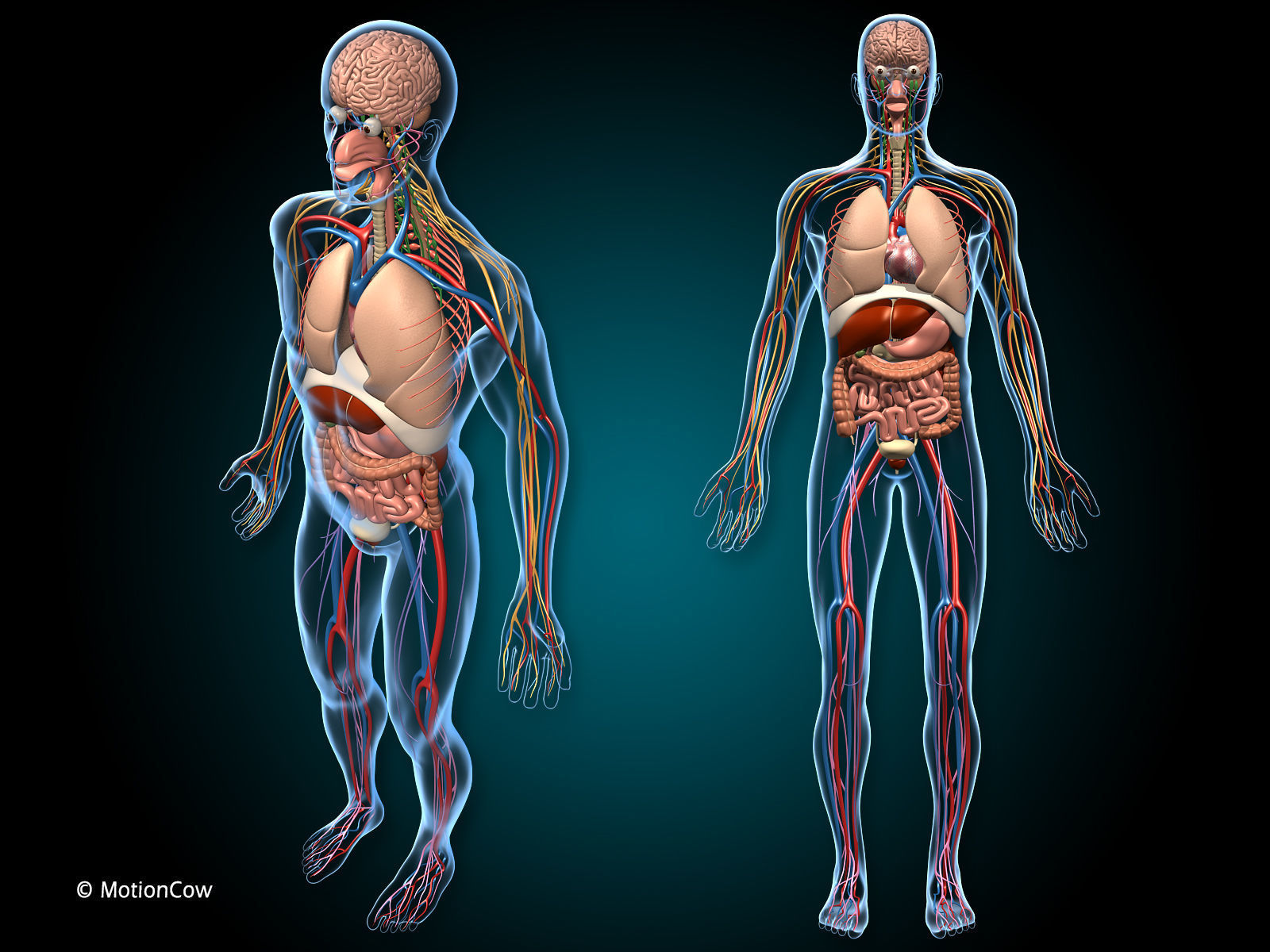 Anatomy Brain and Nervous System 3D model_5