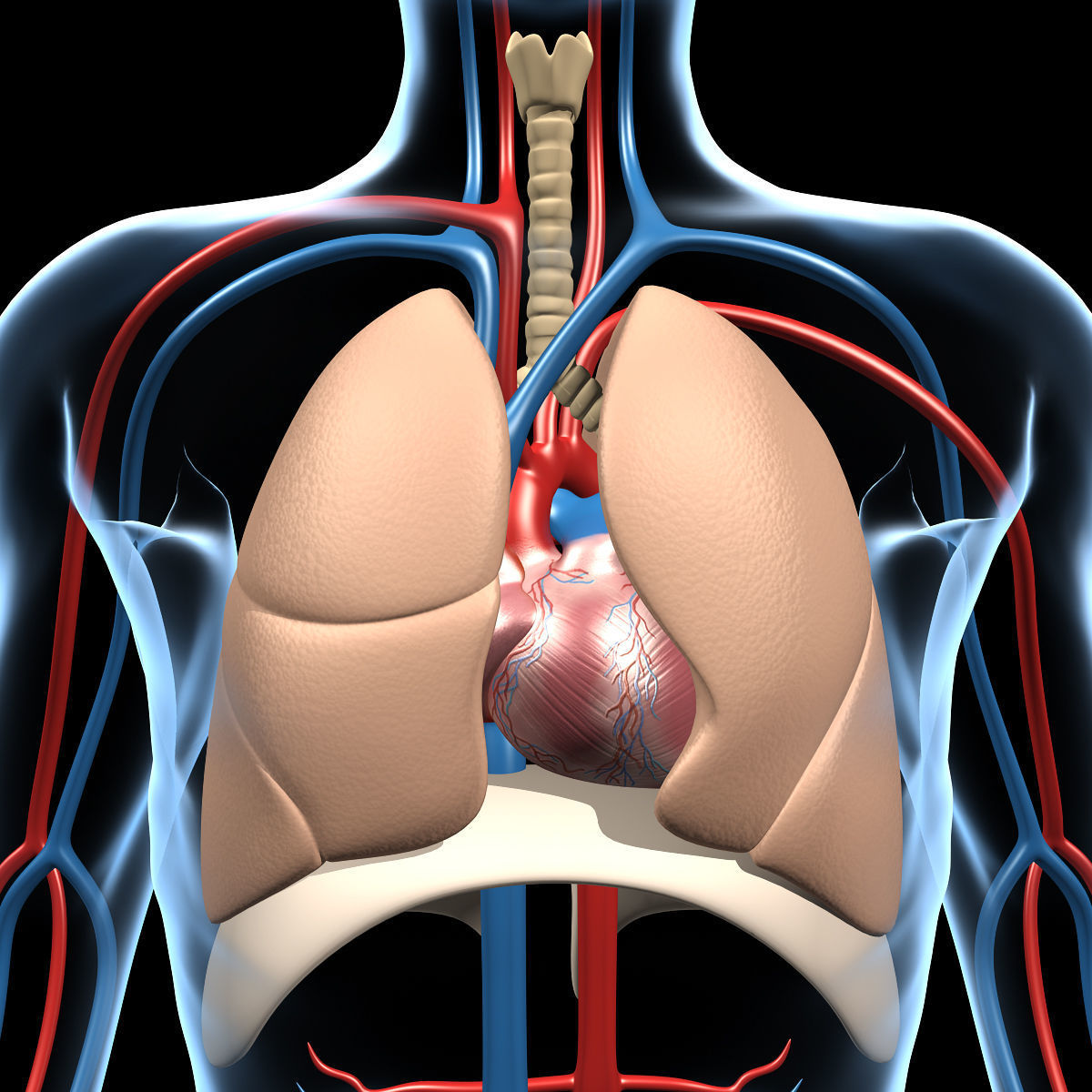 Anatomy Brain and Nervous System 3D model_26