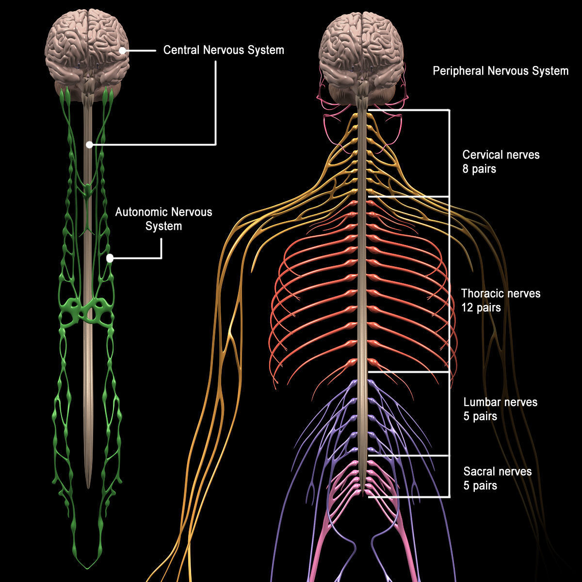 Anatomy Brain and Nervous System 3D model_11