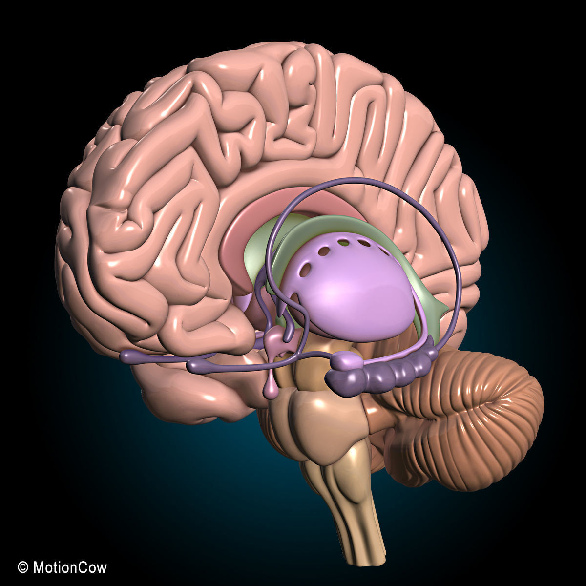 Anatomy Brain and Nervous System 3D model_12