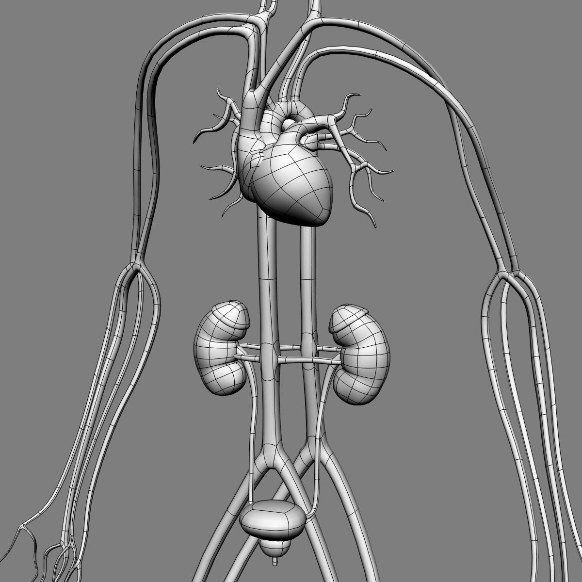 Anatomy Brain and Nervous System 3D model_34