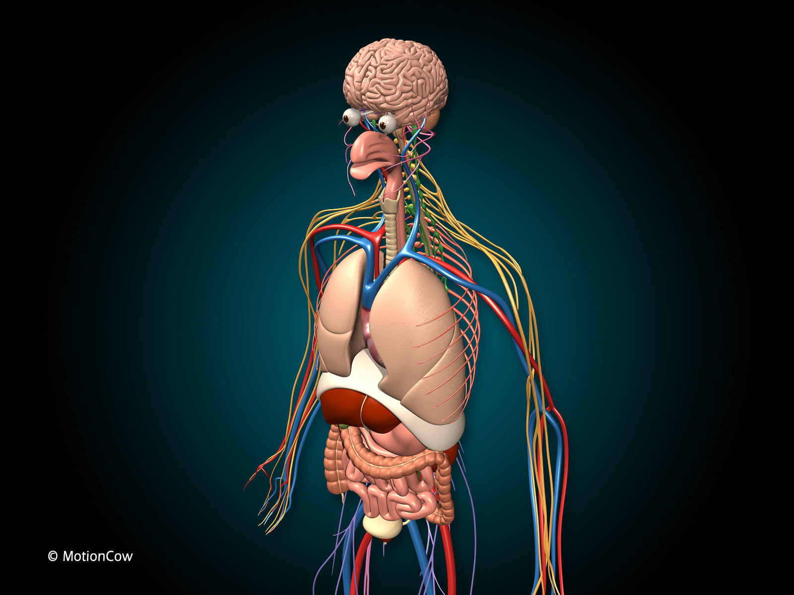 Anatomy Brain and Nervous System 3D model_7