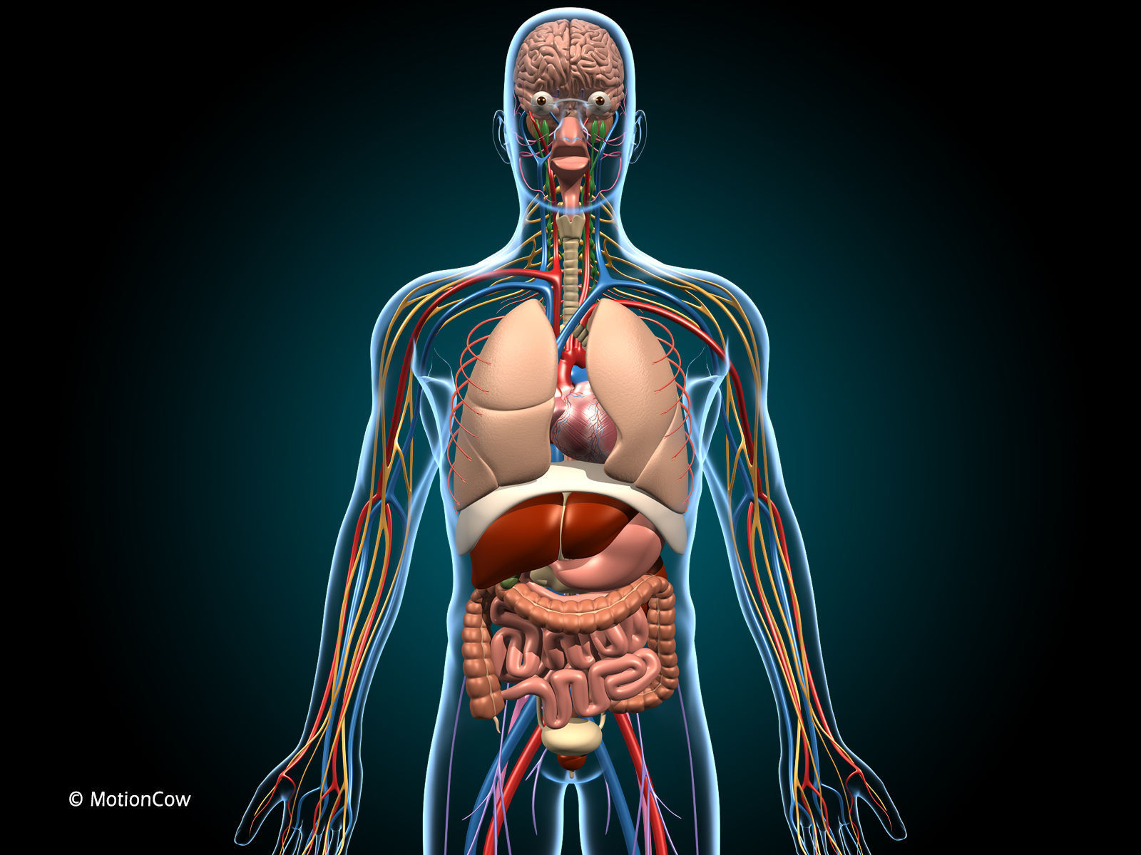 Anatomy Brain and Nervous System 3D model_3