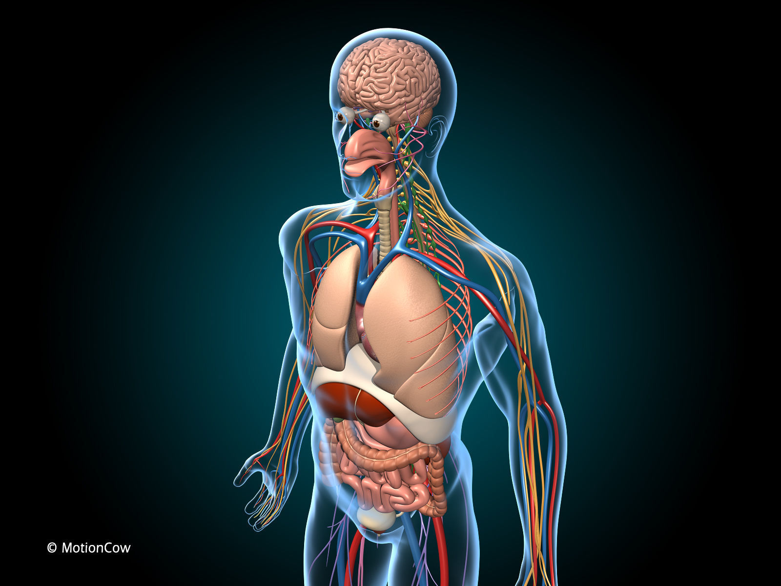 Anatomy Brain and Nervous System 3D model_6