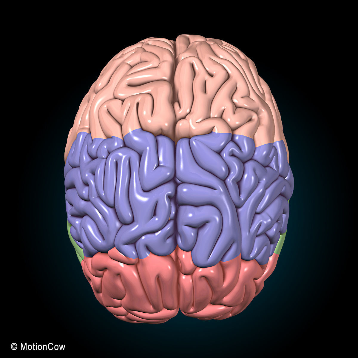Anatomy Brain and Nervous System 3D model_21