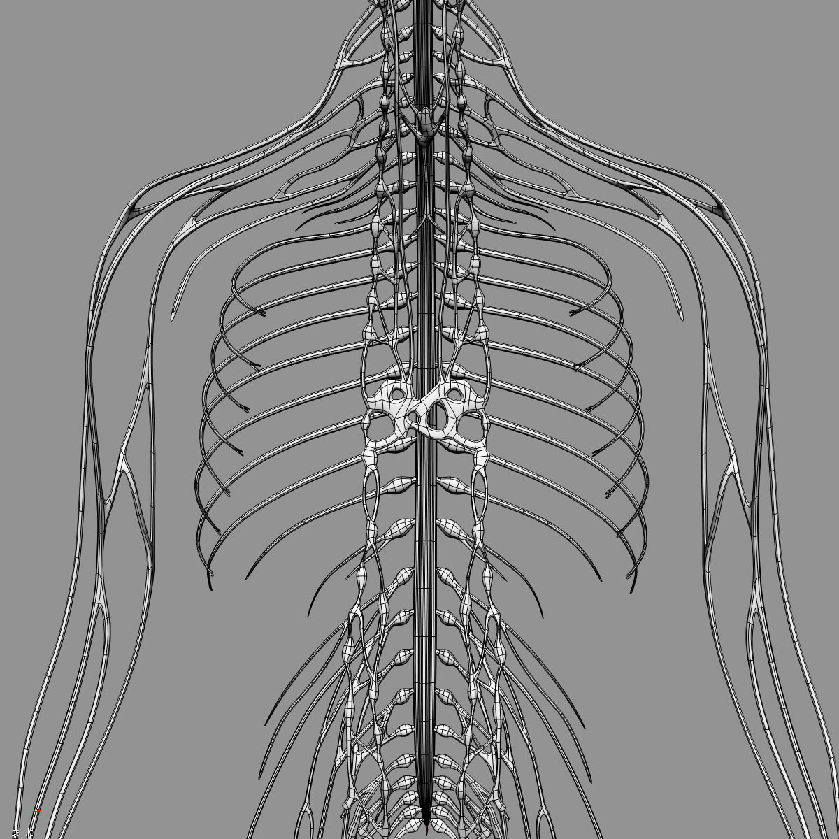 Anatomy Brain and Nervous System 3D model_35