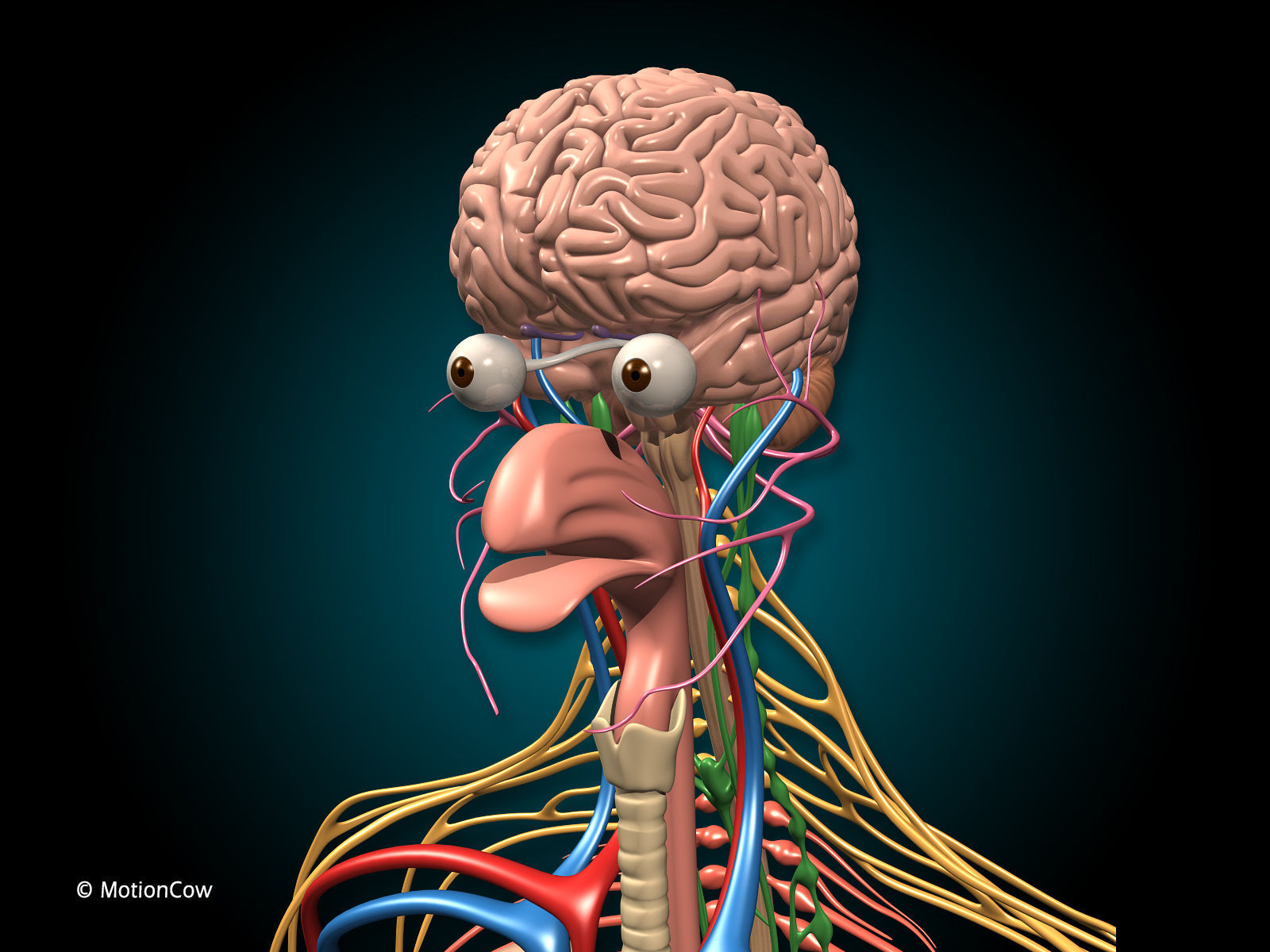 Anatomy Brain and Nervous System 3D model_10