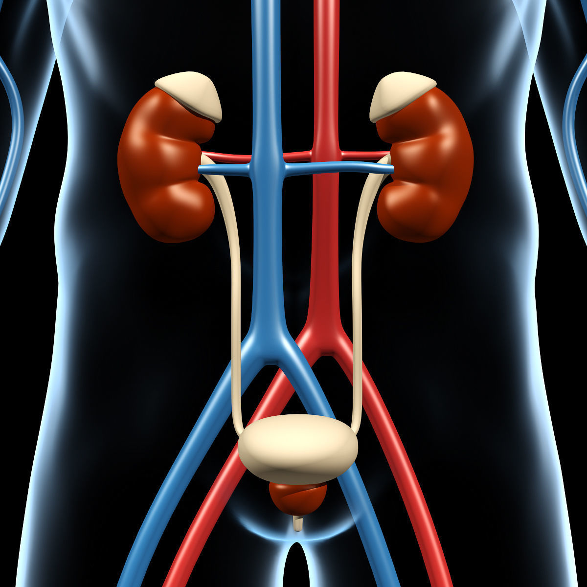 Anatomy Brain and Nervous System 3D model_27