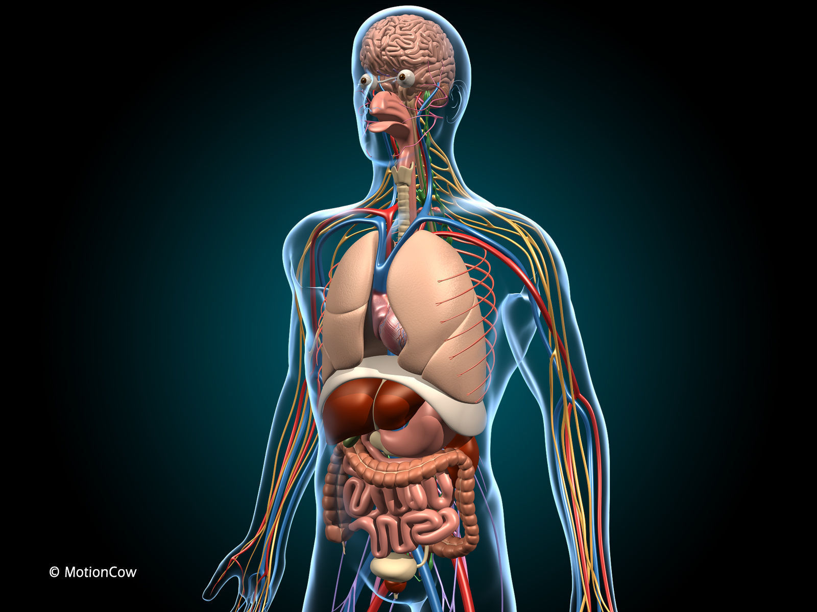 Anatomy Brain and Nervous System 3D model_2