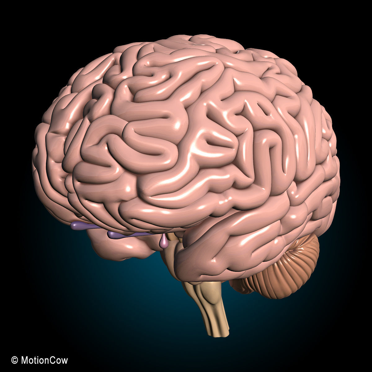 Anatomy Brain and Nervous System 3D model_15