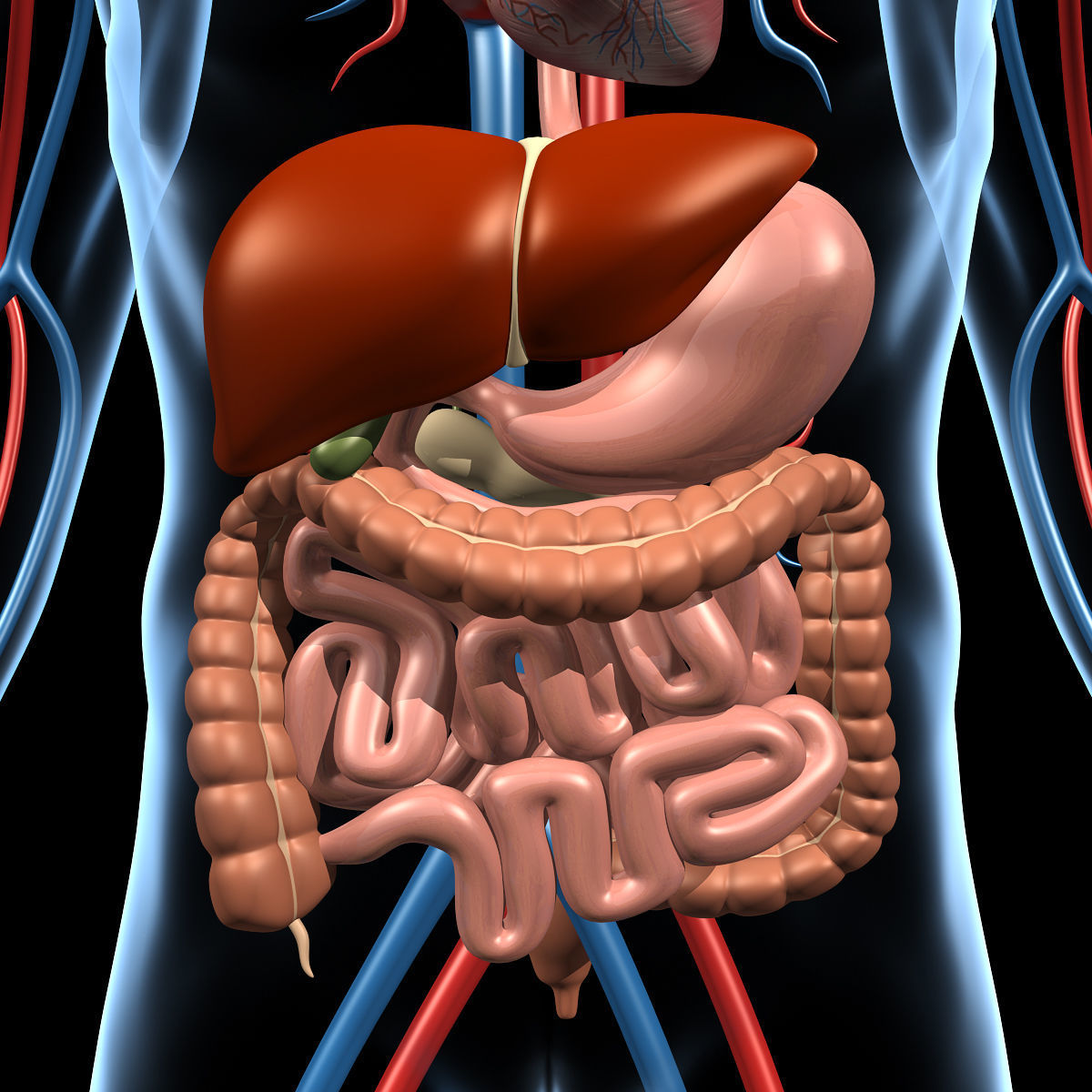 Anatomy Brain and Nervous System 3D model_24