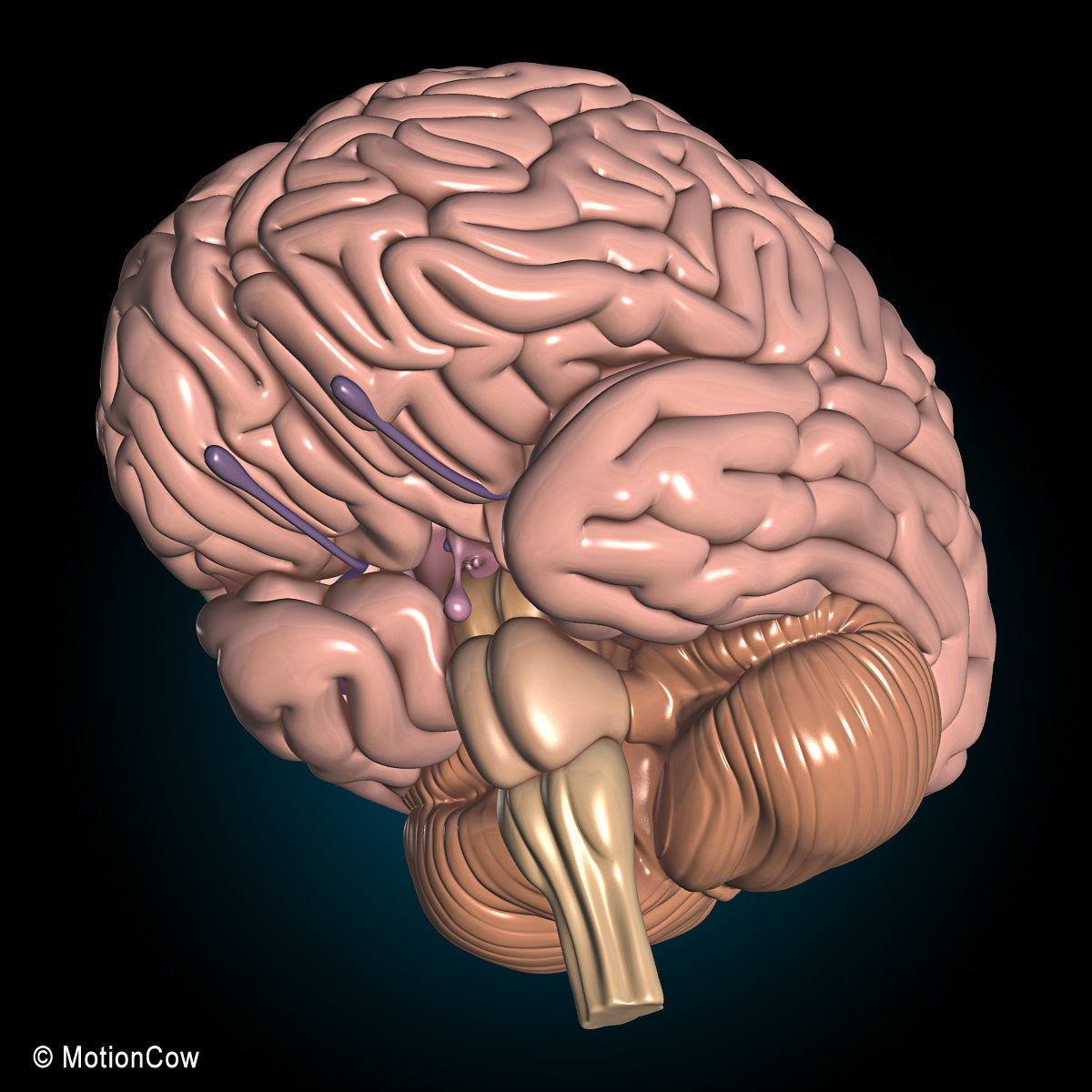 Anatomy Brain and Nervous System 3D model_17