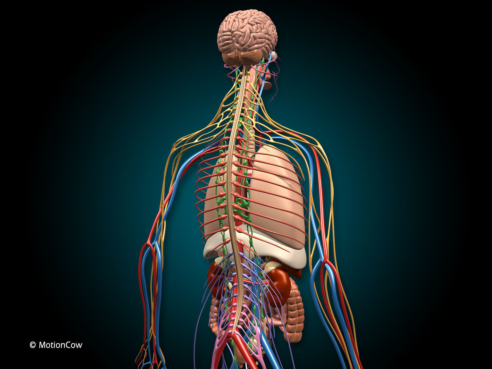 Anatomy Brain and Nervous System 3D model_8