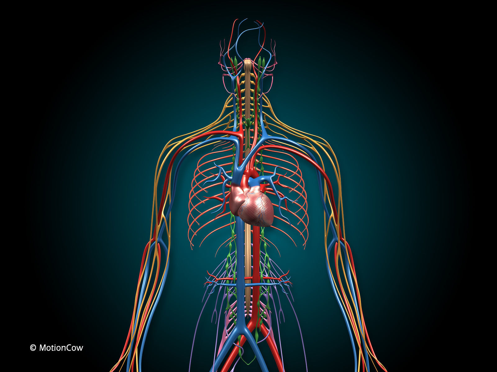 Anatomy Brain and Nervous System 3D model_9