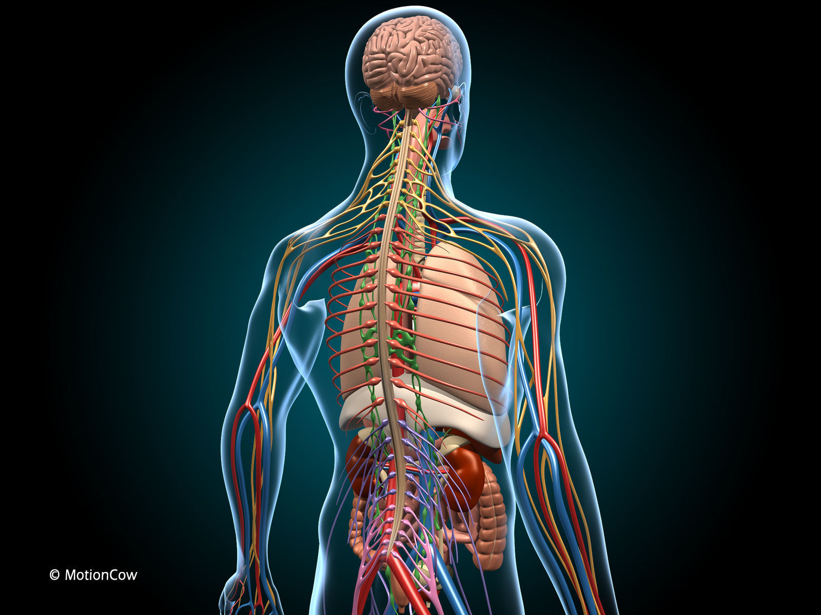 Anatomy Brain and Nervous System 3D model_4