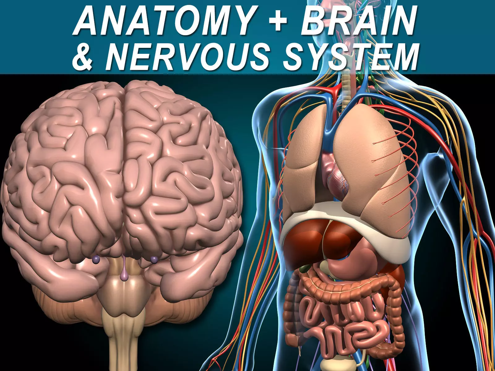 Anatomy Brain and Nervous System 3D model_0